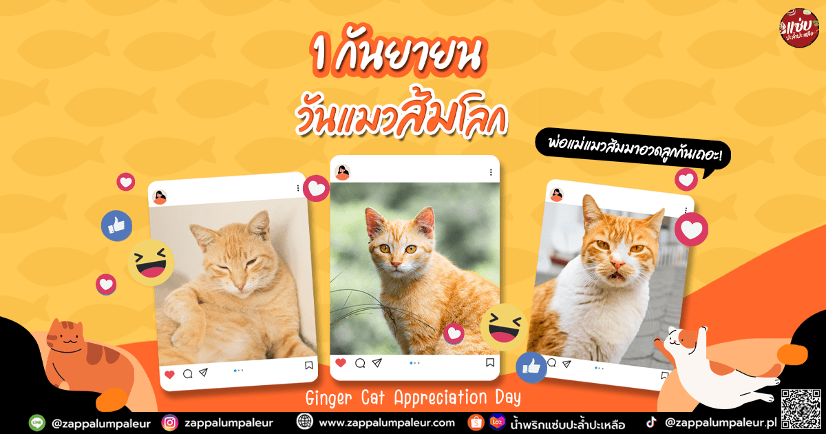วันน้องแมวส้ม !